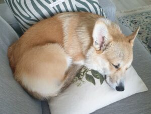 Moona, kuninkaallisen vallaton corgi